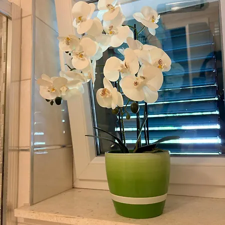 Andelina, Apartament *